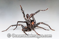 Trapdoor Spider male in strike pose Photo - Gary Bell