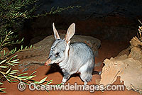 Greater Bilby Macrotis lagotis Photo - Gary Bell