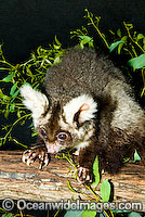 Greater Glider Petauroides volans Photo - Gary Bell