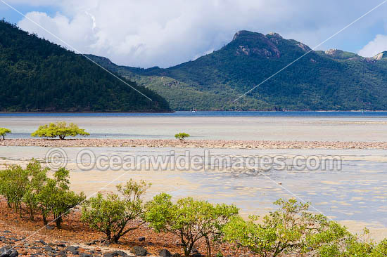 Mangrove trees Hayman Island photo Mangrove trees Hayman Island photo