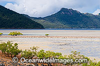 Mangrove trees Hayman Island Photo - Gary Bell