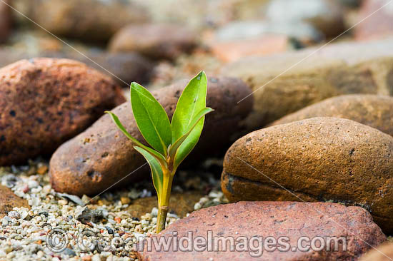 Mangrove trees Hayman Island photo Mangrove trees Hayman Island photo