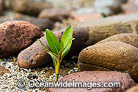 Mangrove trees Hayman Island Photo - Gary Bell