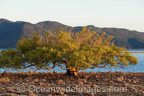 Mangrove trees Hayman Island photo Mangrove trees Hayman Island photo