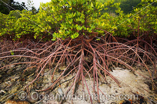 Mangroves Hook Island Whitsunday Islands photo Mangroves Hook Island Whitsunday Islands photo