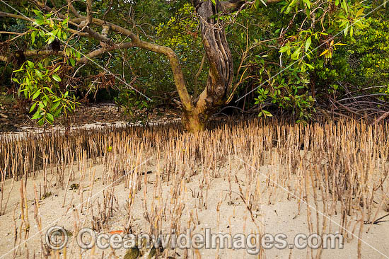 Mangroves Hook Island photo Mangroves Hook Island photo