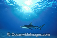 Galapagos Shark Carcharhinus galapagensis Photo - Gary Bell