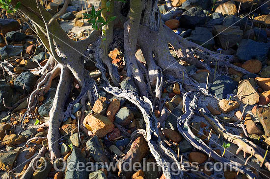 Mangrove tree roots Hayman Island photo Mangrove tree roots Hayman Island photo