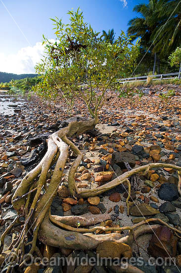 Mangrove tree Hayman Island photo Mangrove tree Hayman Island photo