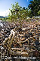 Mangrove tree Hayman Island Photo - Gary Bell