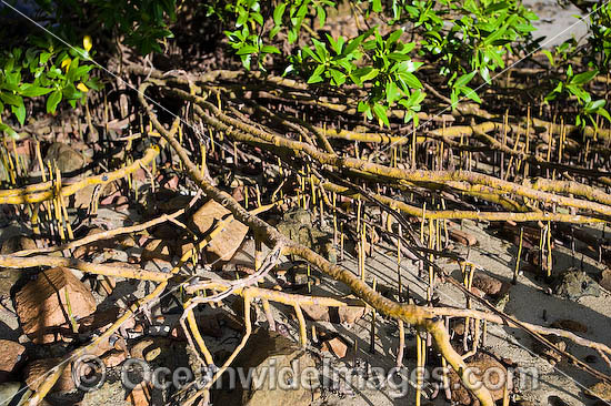 Mangrove tree roots Hayman Island photo Mangrove tree roots Hayman Island photo