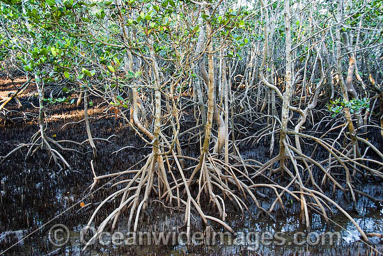 Grey Mangroves Hayman Island photo Grey Mangroves Hayman Island photo