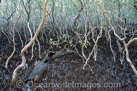 Grey Mangrove Avicennia marina photo Grey Mangrove Avicennia marina photo