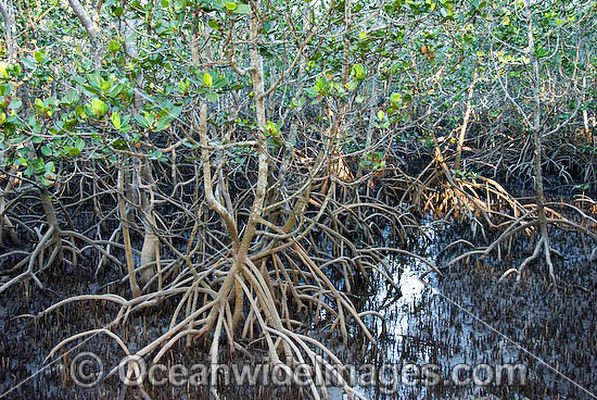 Grey Mangrove Hayman Island photo Grey Mangrove Hayman Island photo