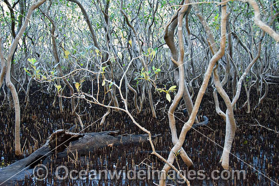 Grey Mangrove Hayman Island photo Grey Mangrove Hayman Island photo