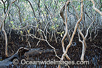 Grey Mangrove Hayman Island Photo - Gary Bell