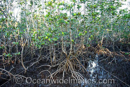 Grey Mangrove Hayman Island photo Grey Mangrove Hayman Island photo