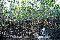 Grey Mangrove Hayman Island Photo - Gary Bell