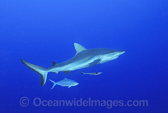 Grey Reef Shark photo Grey Reef Shark photo