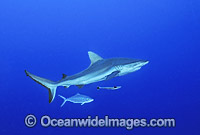 Grey Reef Shark Photo - Gary Bell