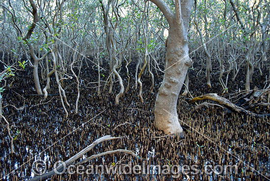 Grey Mangrove Hayman Island photo Grey Mangrove Hayman Island photo