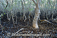 Grey Mangrove Hayman Island Photo - Gary Bell