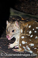 Eastern Quoll Dasyurus viverrinus Photo - Gary Bell