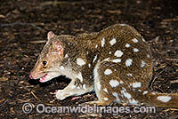 Eastern Quoll Dasyurus viverrinus Photo - Gary Bell