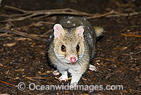 Eastern Quoll Dasyurus viverrinus Photo - Gary Bell