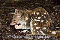 Eastern Quoll Dasyurus viverrinus Photo - Gary Bell