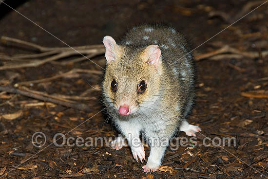 Eastern Quoll Dasyurus viverrinus photo Eastern Quoll Dasyurus viverrinus photo