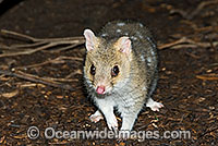 Eastern Quoll Dasyurus viverrinus Photo - Gary Bell