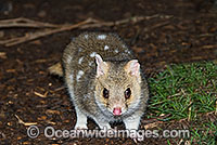 Eastern Quoll Dasyurus viverrinus Photo - Gary Bell