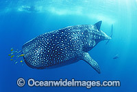 Whale Shark with Pilot Fish around mouth Photo - Gary Bell
