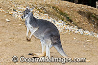 Red Kangaroo Macropus rufus Photo - Gary Bell