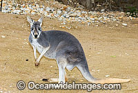 Red Kangaroo Macropus rufus Photo - Gary Bell