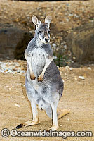 Red Kangaroo Macropus rufus Photo - Gary Bell