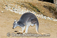 Red Kangaroo Macropus rufus Photo - Gary Bell