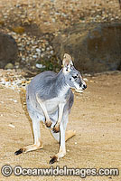 Red Kangaroo Macropus rufus Photo - Gary Bell