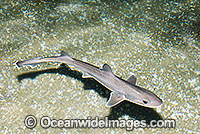 Gummy Shark Mustelus antarcticus Photo - Gary Bell