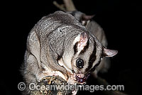 Sugar Glider Petaurus breviceps Photo - Gary Bell