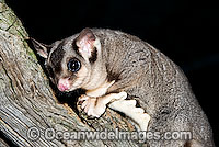 Sugar Glider Petaurus breviceps Photo - Gary Bell