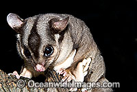 Sugar Glider Petaurus breviceps Photo - Gary Bell