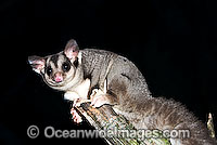 Sugar Glider Petaurus breviceps Photo - Gary Bell