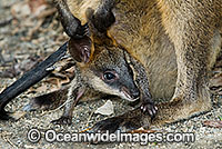 Swamp Wallaby mother and joey Photo - Gary Bell