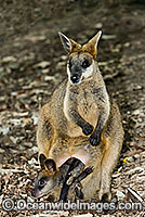 Swamp Wallaby Wallabia bicolor Photo - Gary Bell