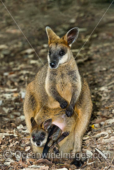 Swamp Wallaby Wallabia bicolor photo Swamp Wallaby Wallabia bicolor photo