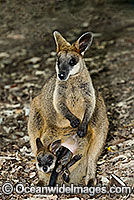Swamp Wallaby Wallabia bicolor Photo - Gary Bell