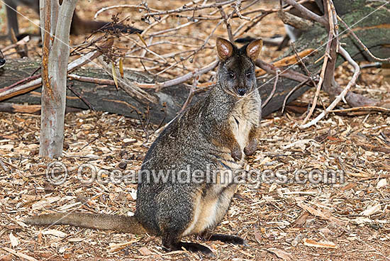 Tasmanian Pademelon Thylogale billardierii photo Tasmanian Pademelon Thylogale billardierii photo