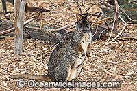 Tasmanian Pademelon Thylogale billardierii Photo - Gary Bell